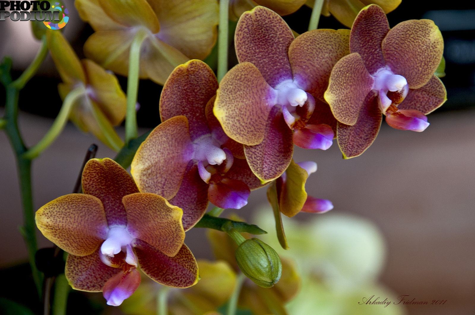 Орхидея Тиара Фото