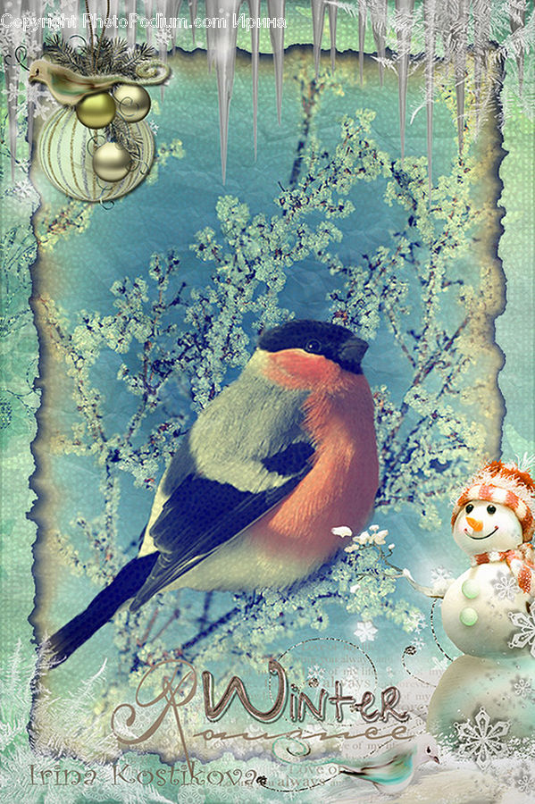 Bird, Blue Jay, Bluebird, Jay, Bee Eater, Collage, Poster