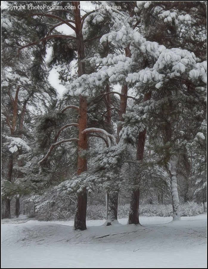Ice, Outdoors, Snow, Plant, Tree, Forest, Vegetation
