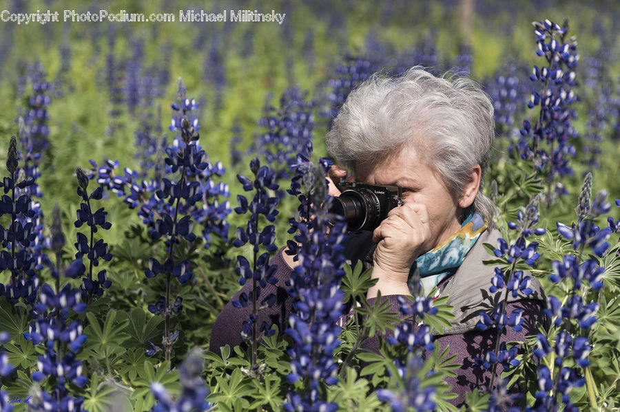 People, Person, Human, Lavender, Plant, Flower, Lupin