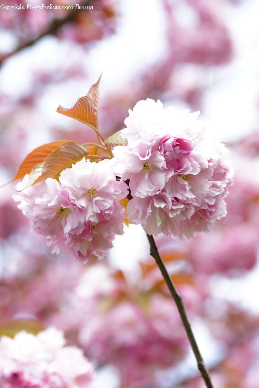 Blossom, Cherry Blossom, Flower, Flora, Plant