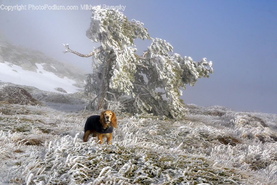 Frost, Ice, Outdoors, Snow, Animal