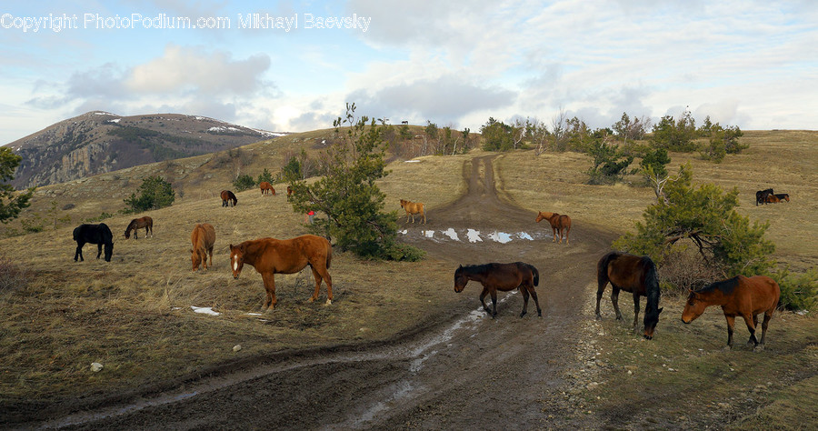 Animal, Horse, Mammal, Foal, Countryside