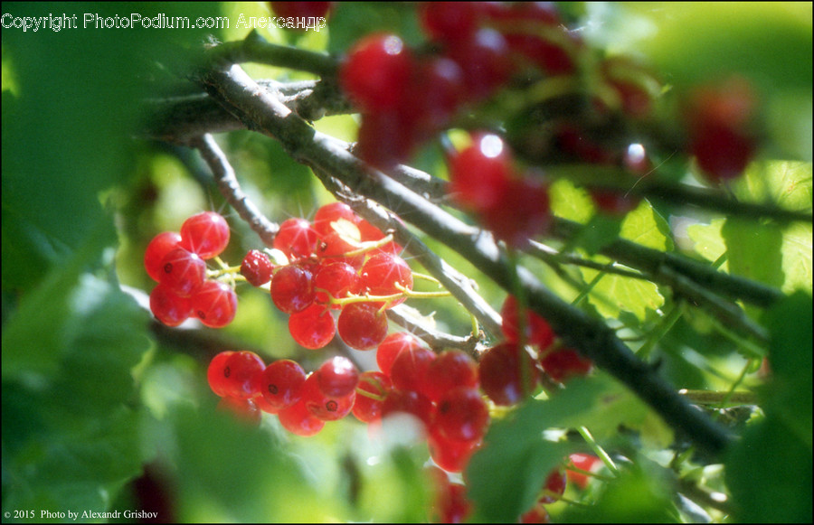 Cherry, Flora, Food, Fruit, Plant