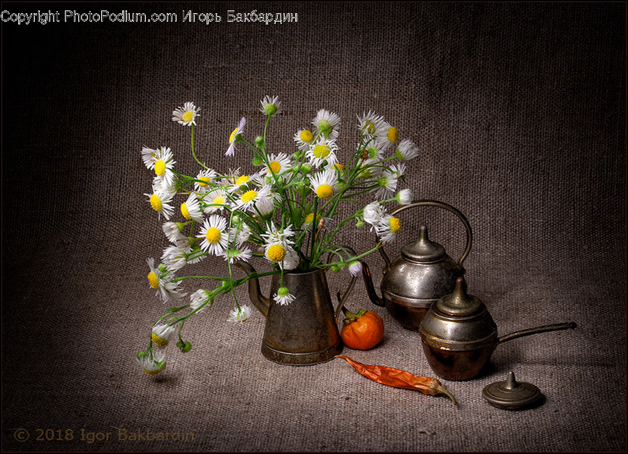 Plant, Flower, Blossom, Pottery, Flower Arrangement