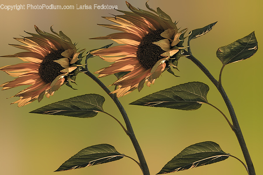 Plant, Animal, Bird, Blossom, Sunflower
