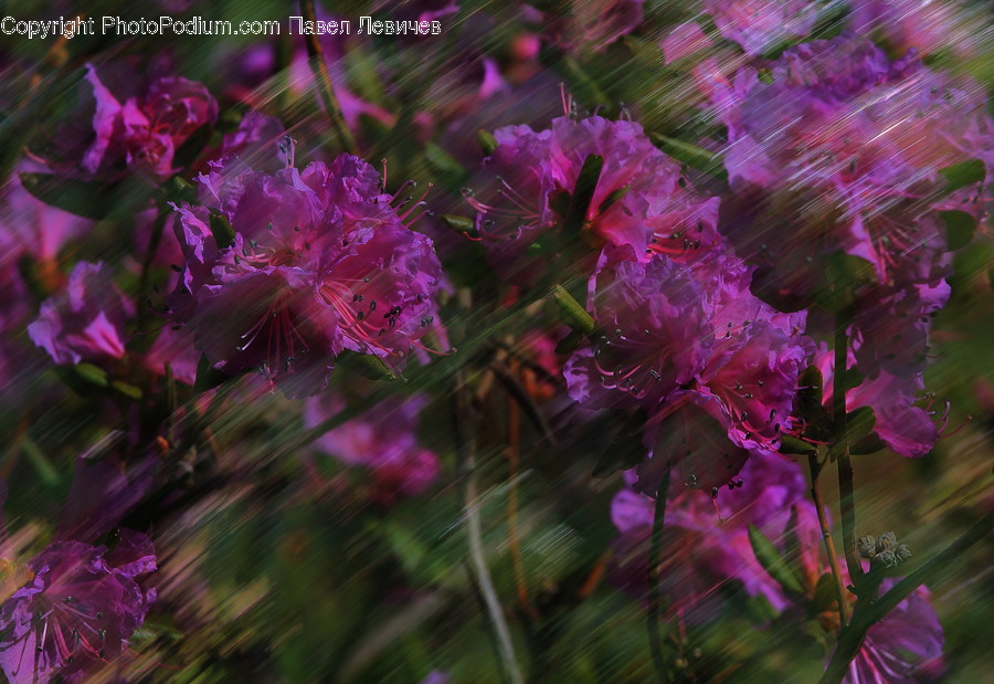 Geranium, Flower, Plant, Blossom, Purple