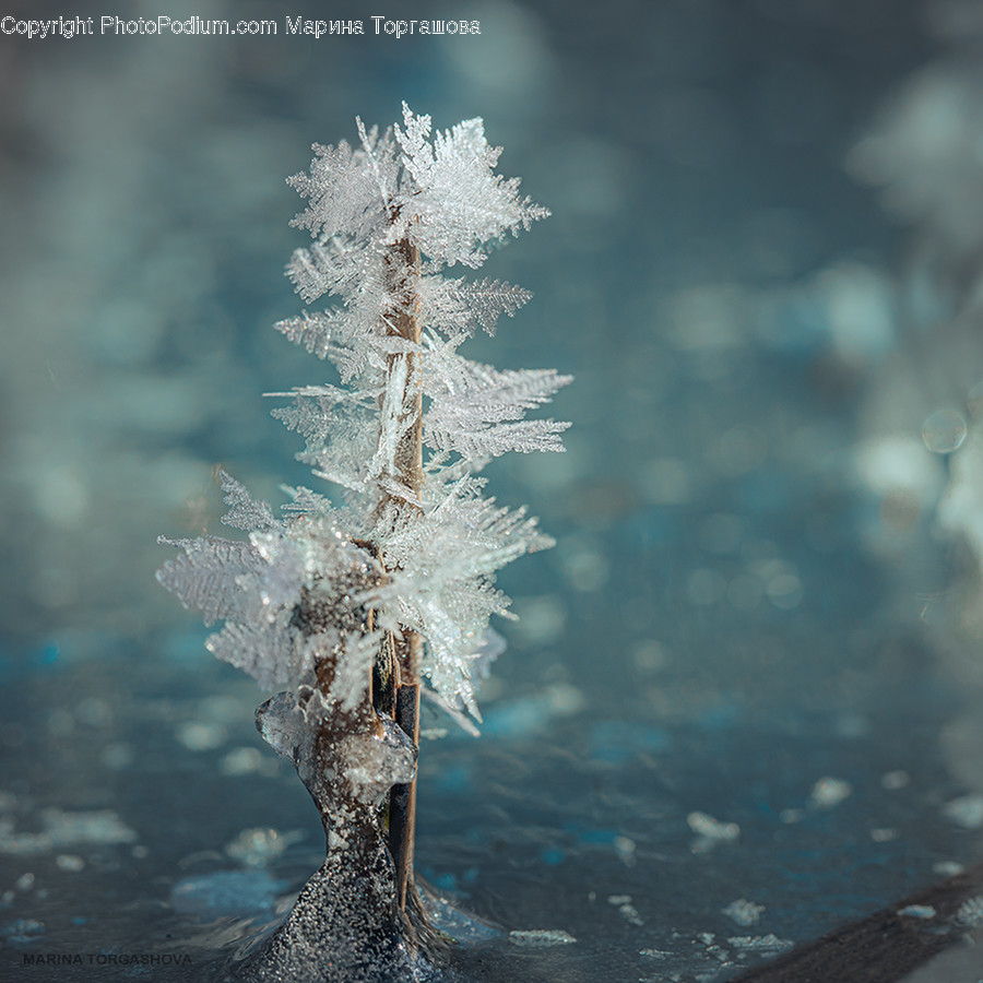 Ice, Nature, Outdoors, Snow, Frost