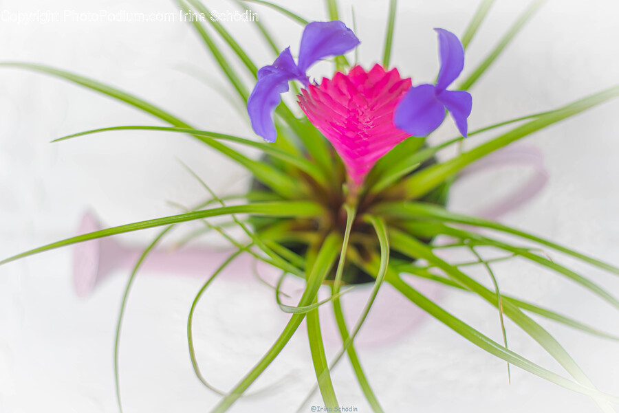 Plant, Iris, Flower, Blossom, Petal