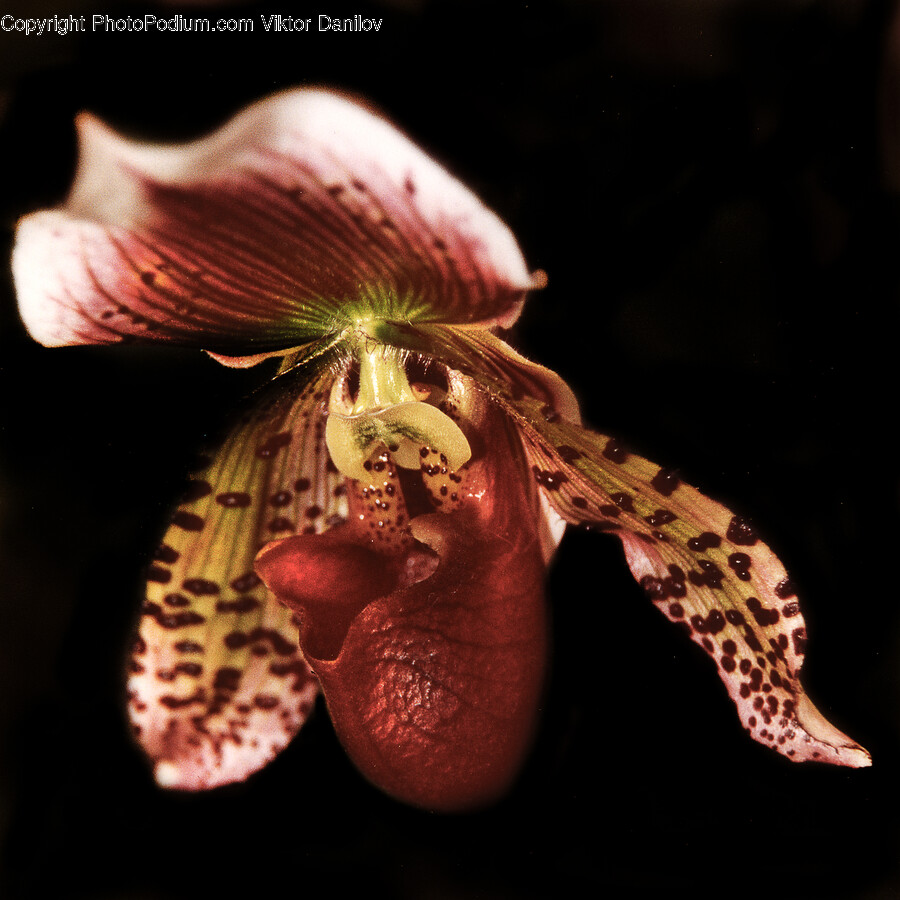 Plant, Flower, Blossom, Orchid, Pollen