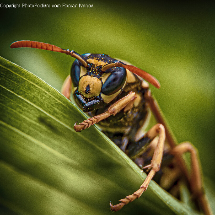 Wasp, Bee, Animal, Insect, Invertebrate