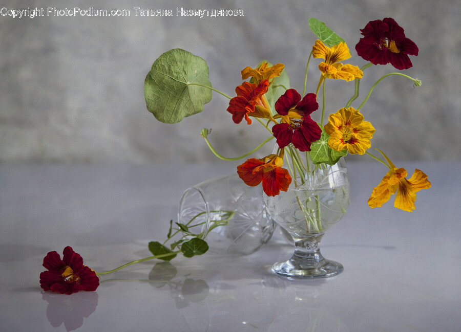 Flower Arrangement, Flower, Plant, Geranium, Flower Bouquet