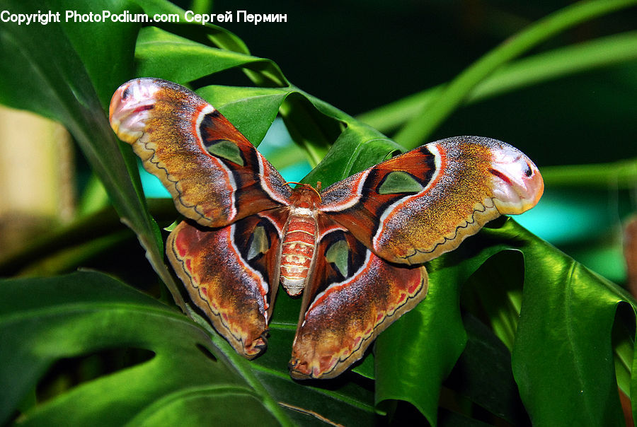 Reptile, Snake, Butterfly, Insect, Invertebrate, Moth, Rust