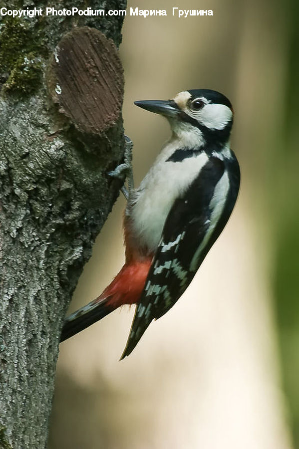 Bird, Flicker Bird, Woodpecker