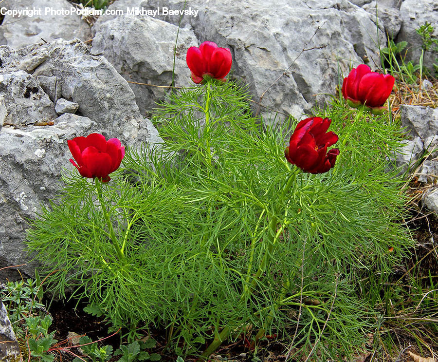 Blossom, Flora, Flower, Plant, Tulip, Peony, Rock