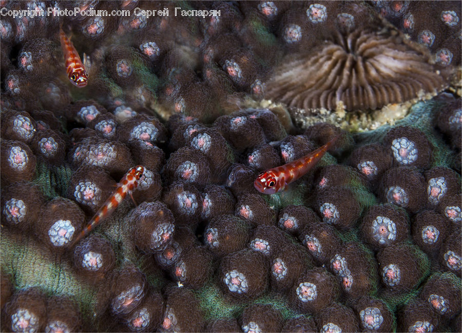 Alcyonacea, Brain Coral, Coral Reef, Invertebrate, Reef, Sea Life, Sea Anemone