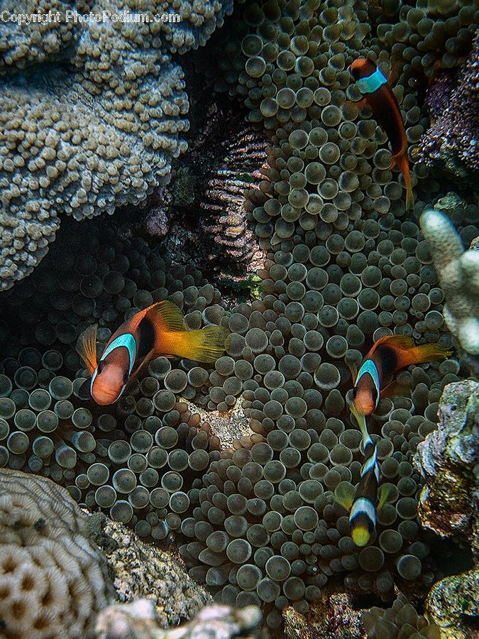 Coral Reef, Outdoors, Reef, Sea, Sea Life, Water, Amphiprion