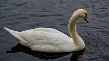 White Swan in a black pond. Palaces and parks of the Leningrad region. Gatchina.