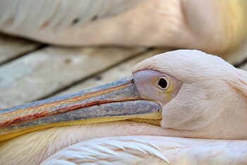 pelican contact eye
