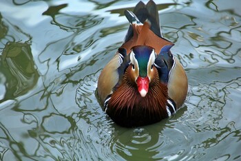 colorfull duck