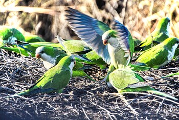 little green parrots