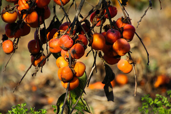 persimmon groves