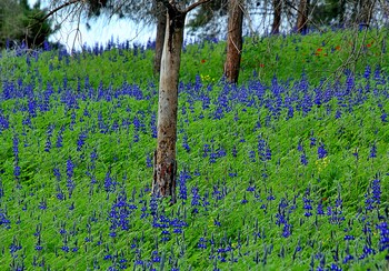 The Lupine Trail