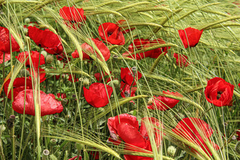 Poppy fields with such a rich, joyful and impressive bloom