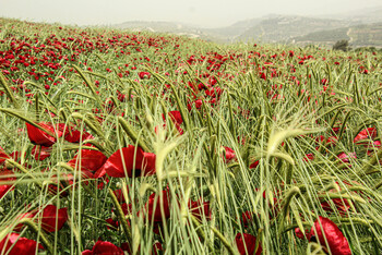 Poppy fields with such a rich, joyful and impressive bloom