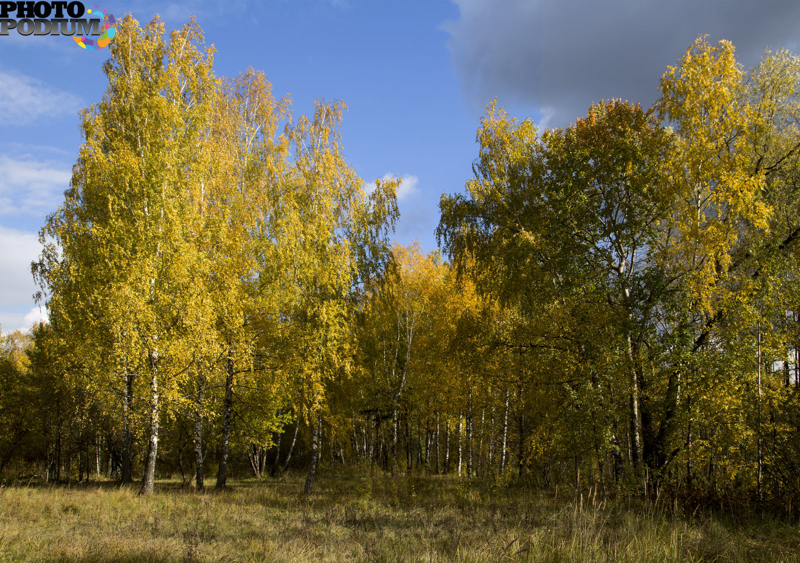 Картинки лес осенью в бронза.