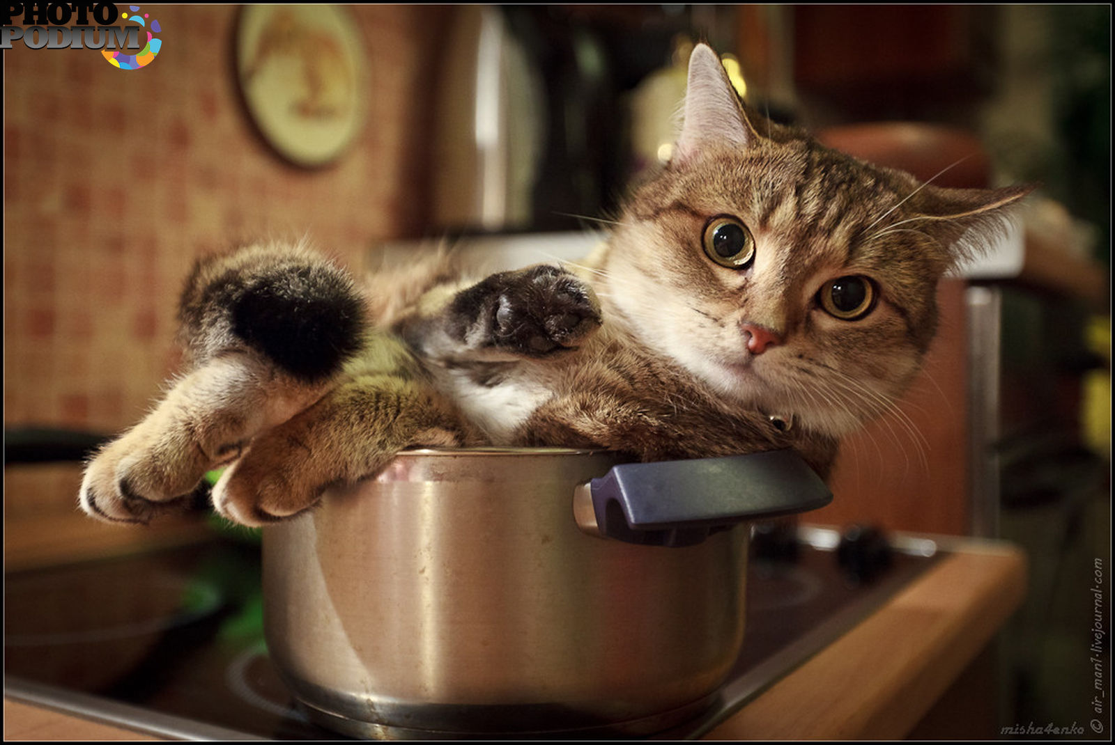 Животные готовят. Кот на кухне. Суп с котом. Кот в кастрюле. Котенок на кухне.