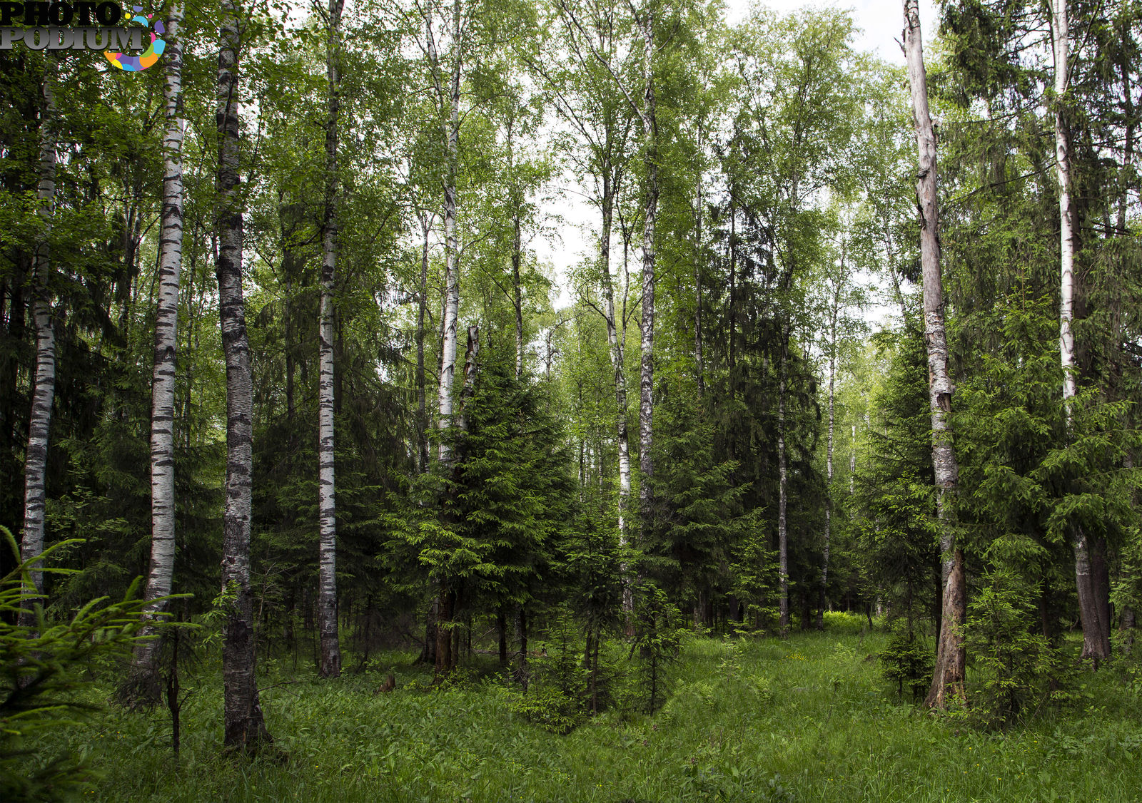 Сосновый лес Волгоградская область