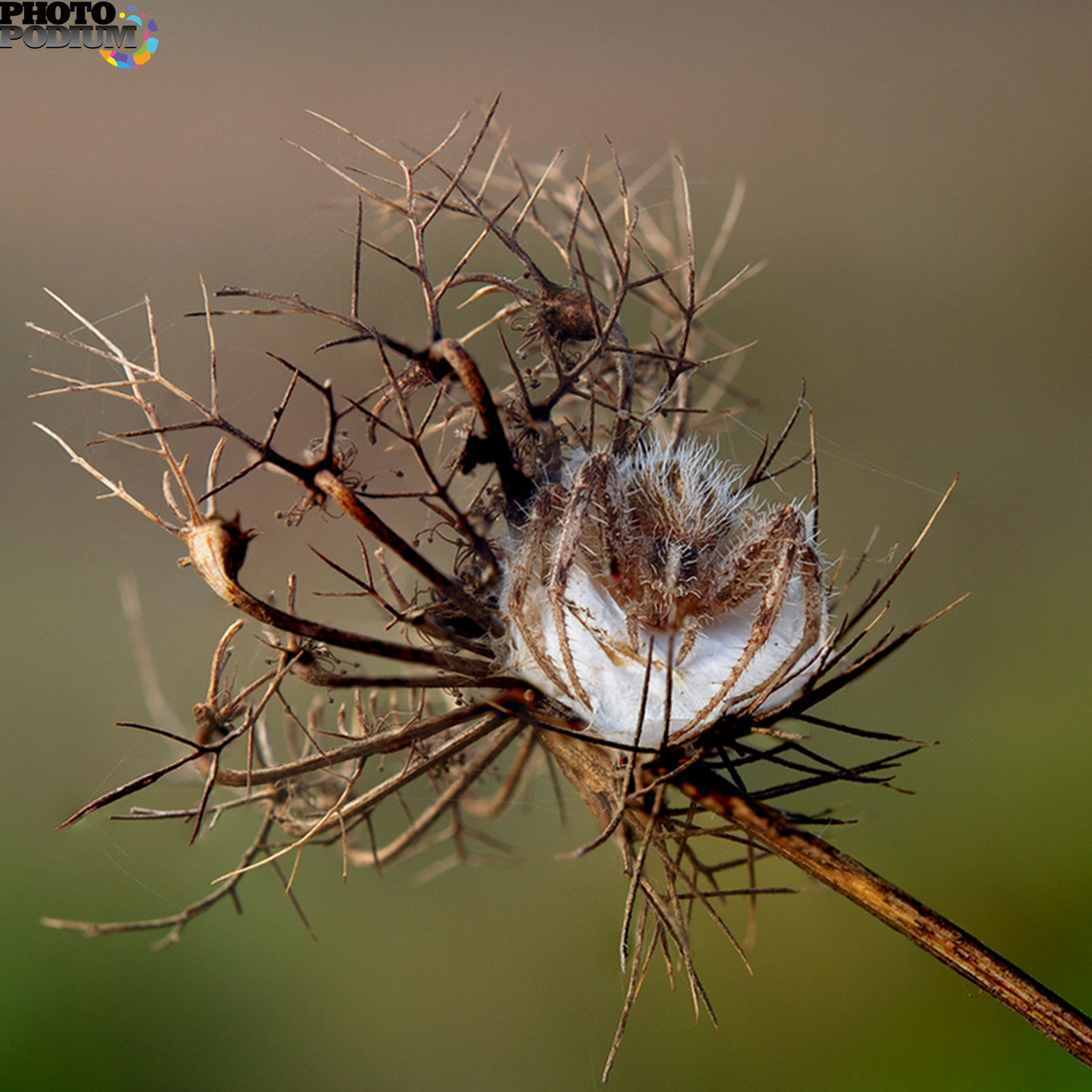 Spider nest mod