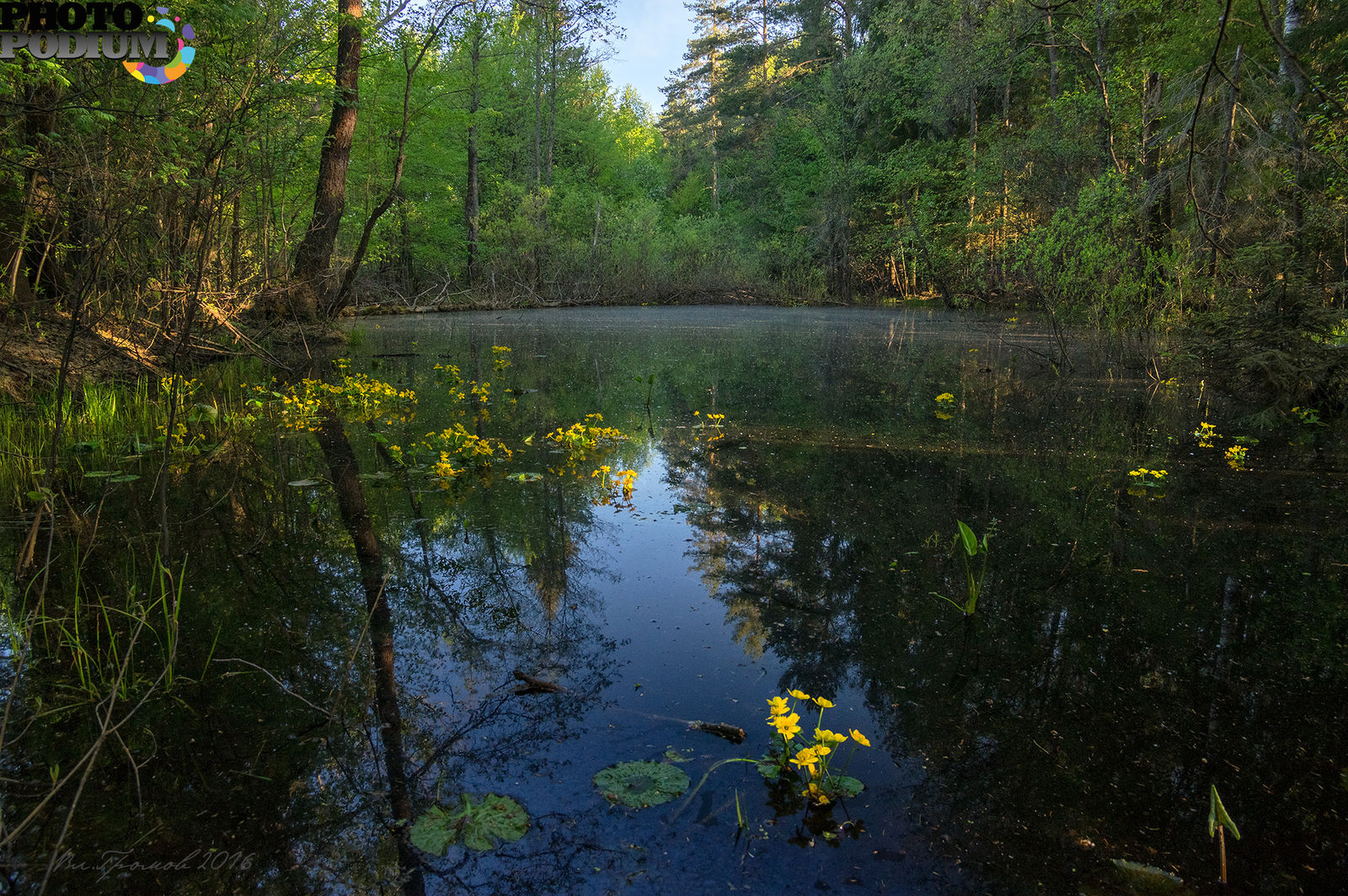 Лесного озерца