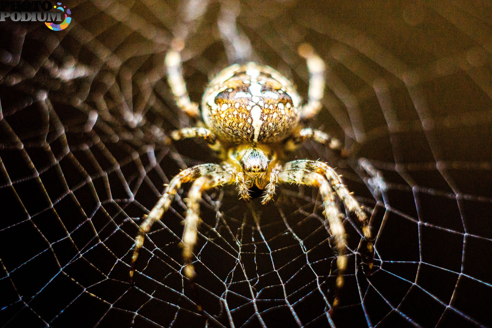 Spider. Паук крестовик. Крестовик обыкновенный паук. Паук с крестиком. Паук крестовик глаза.