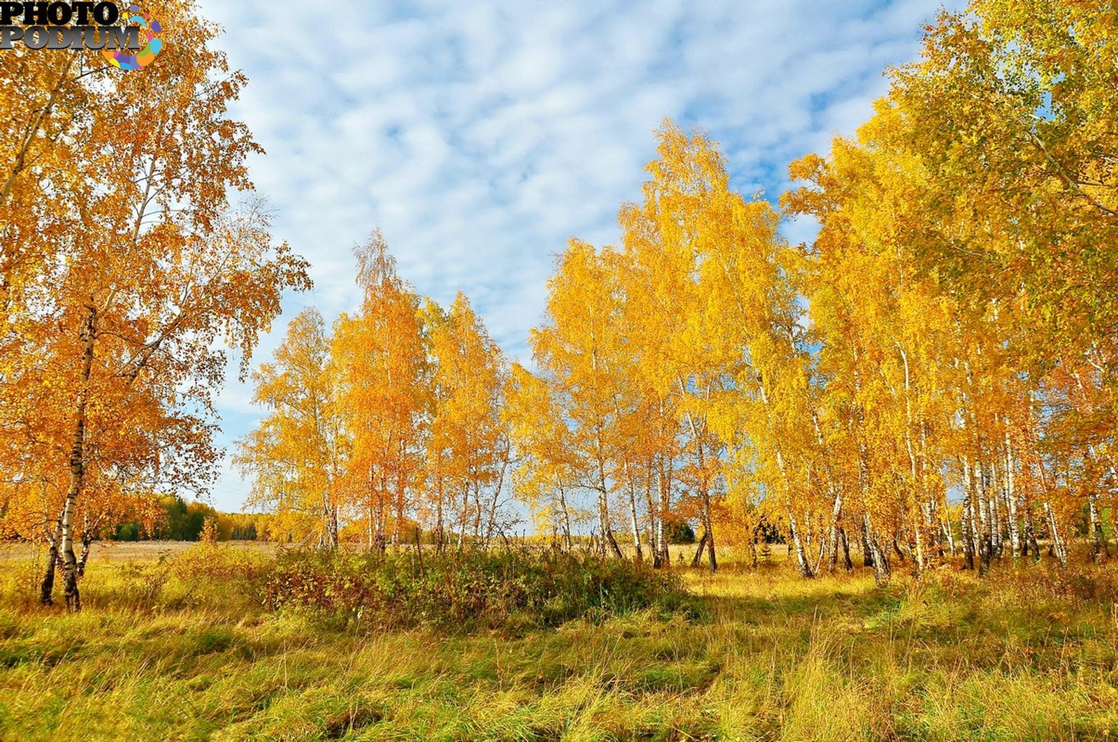 Какая сейчас осень. Золотая осень Белгородская область. Осень. Золотая осень березы. Фото осень Золотая.
