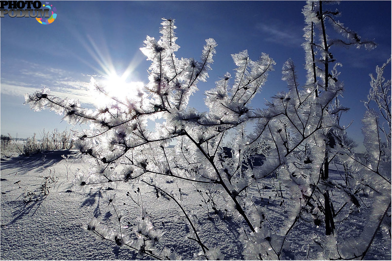 Snow blossom. Серебристая зима. Снег серебрится. Доброе утро деревья в инее. Серебрится снег на ветке.