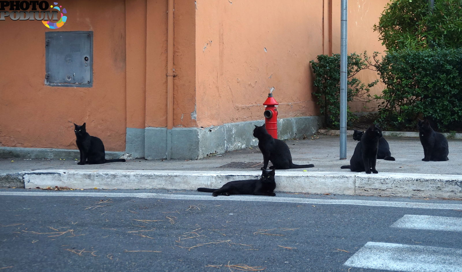 Главарь банды черная кошка из кинофильма место