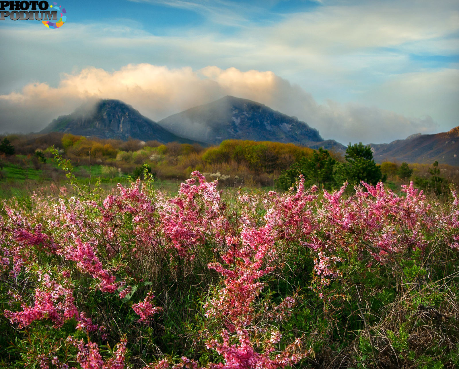 Мин воды в мае. Бештау гора рододендрон. Цветы горы Бештау. Гора Бештау весной.