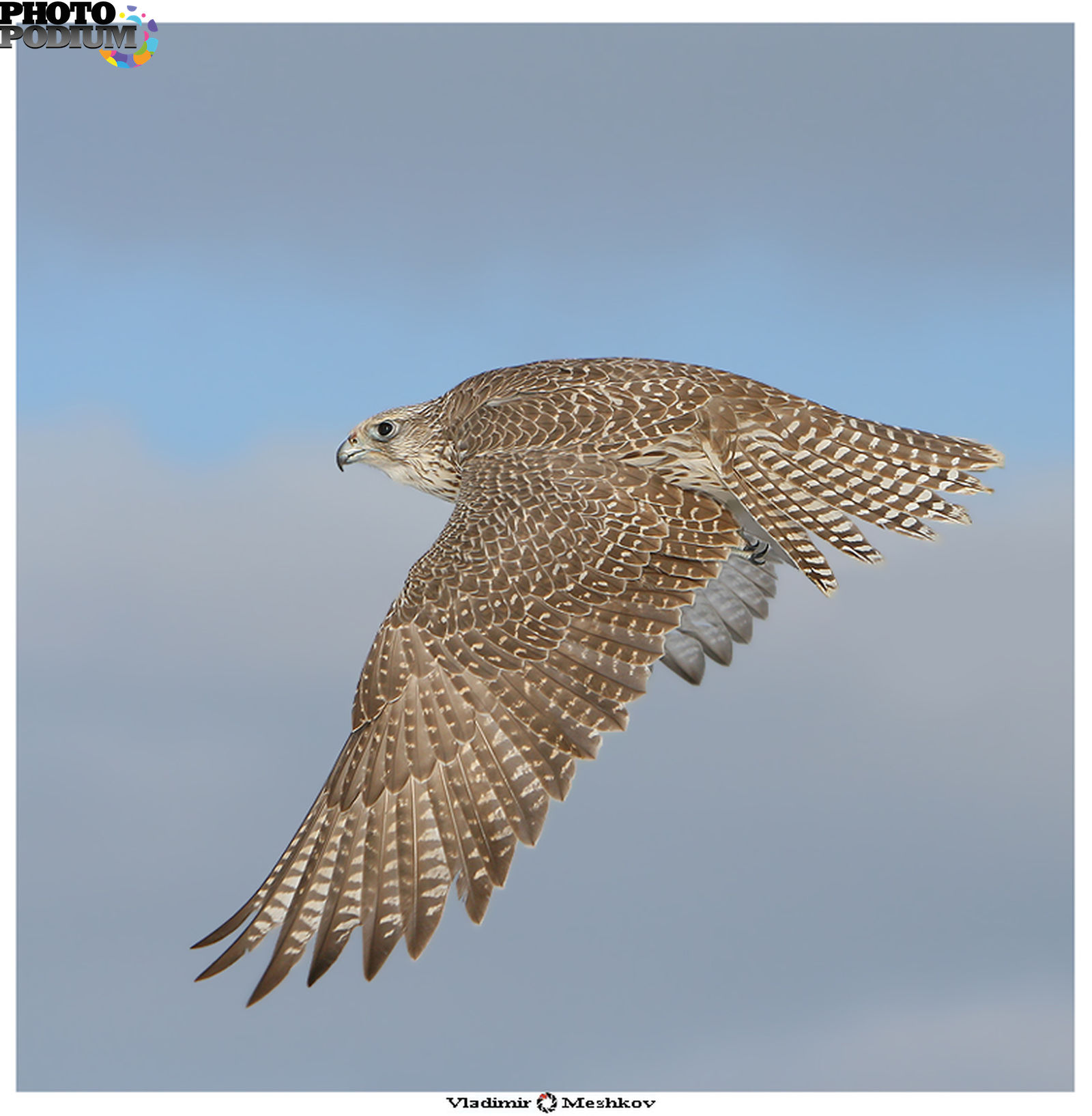 Кречет. Кречет Falco rusticolus. Кречет Дальневосточный. Норвежский Кречет. Кречет вид снизу.