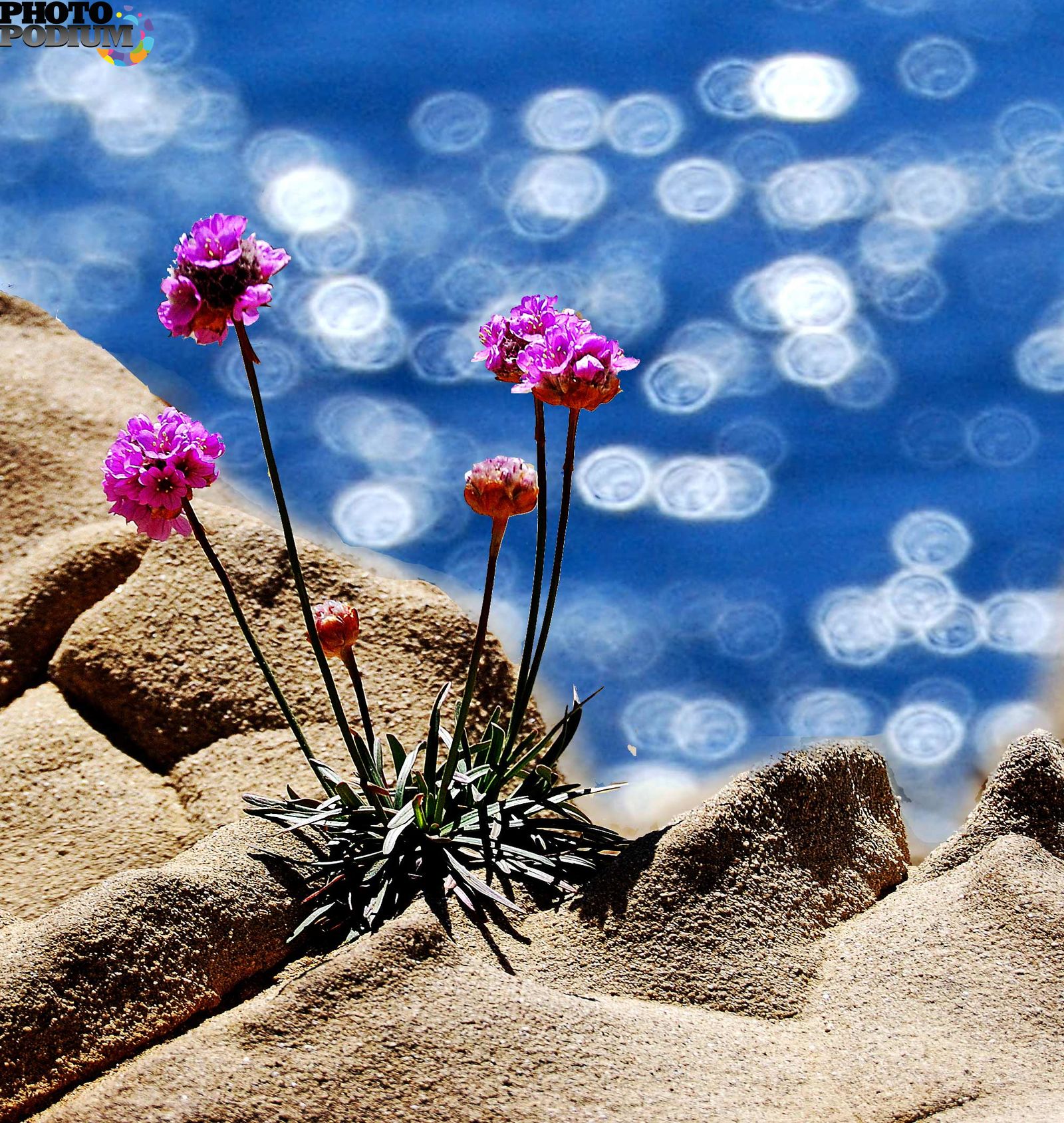 С днем рождения красивые природа. Цветы море солнце. Цветы и море. Цветы на фоне моря. Цветы на песке.