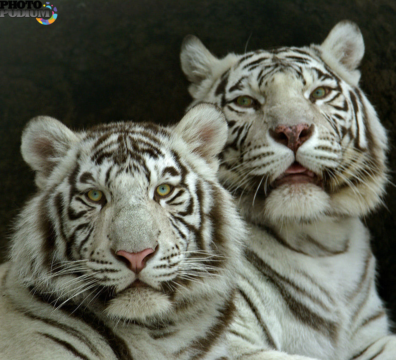 Совместимость близнецов тигров. Тигр Близнецы. Тигрята Близнецы. Тигрицы Близнецы. Две тигры близняшки.