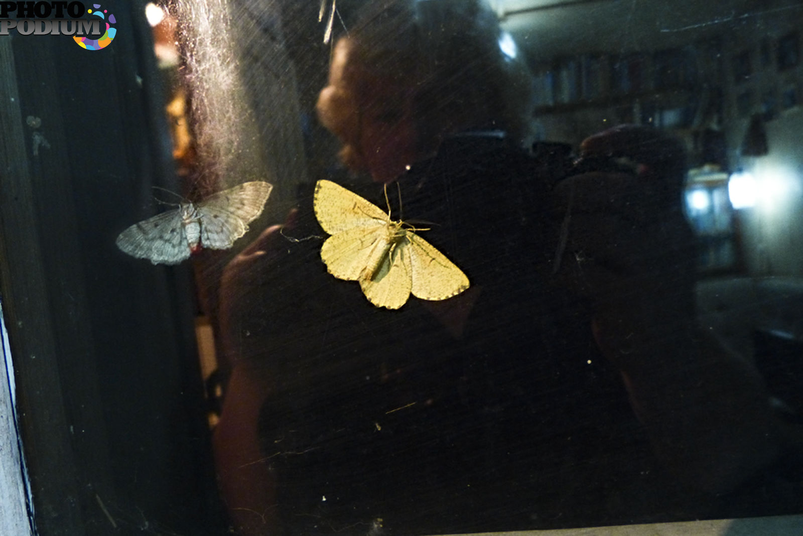 Ночная бабочка садится на раскрытую книгу