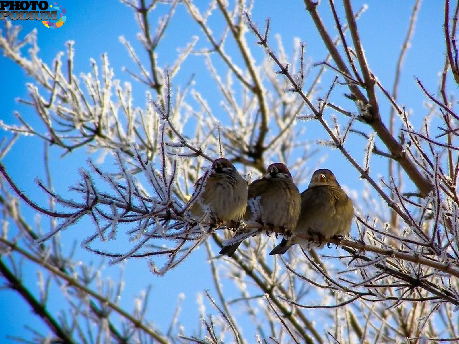 Cold bird. Птицы весной. Птички ранней весной.