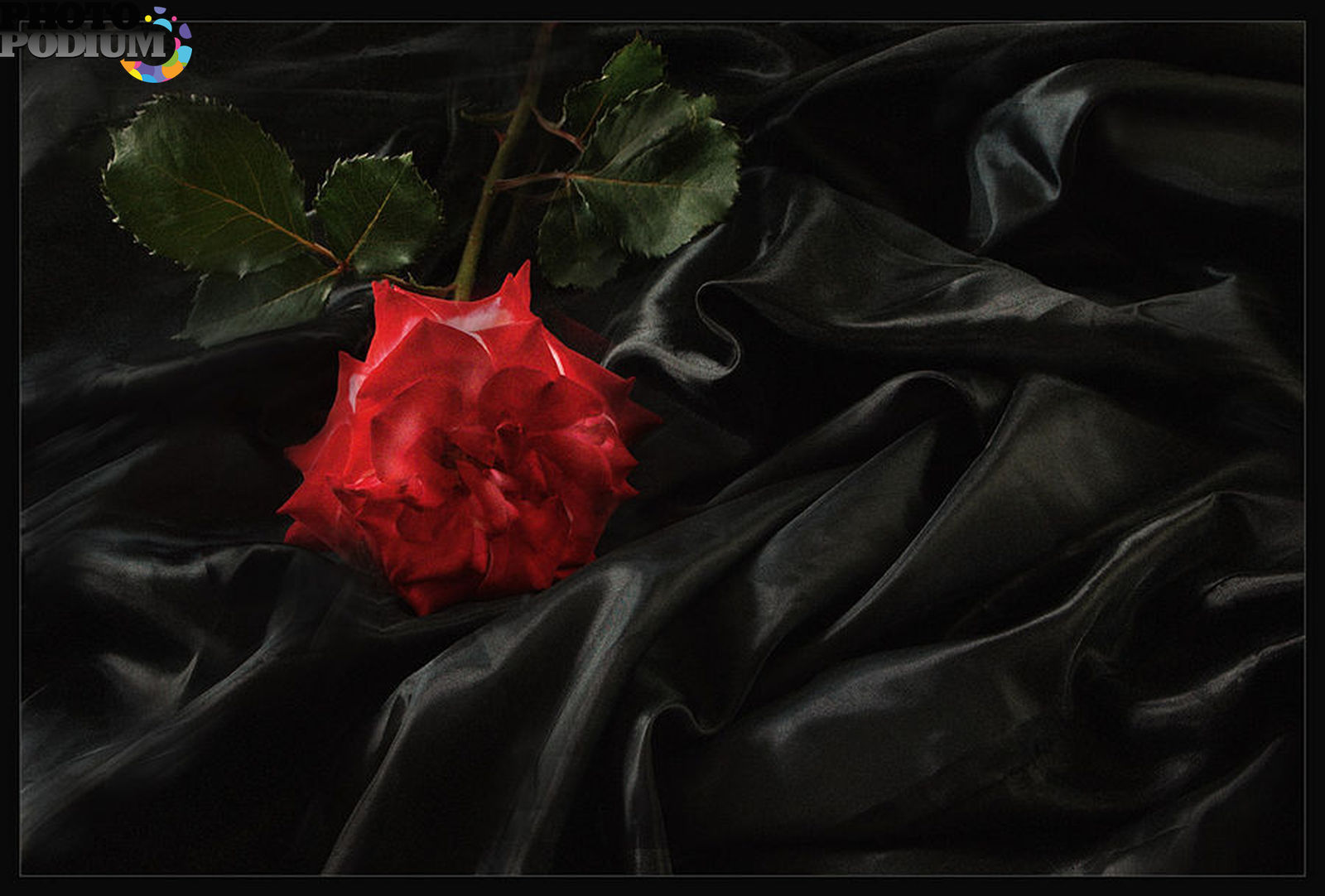 Траурные Черные Розы
