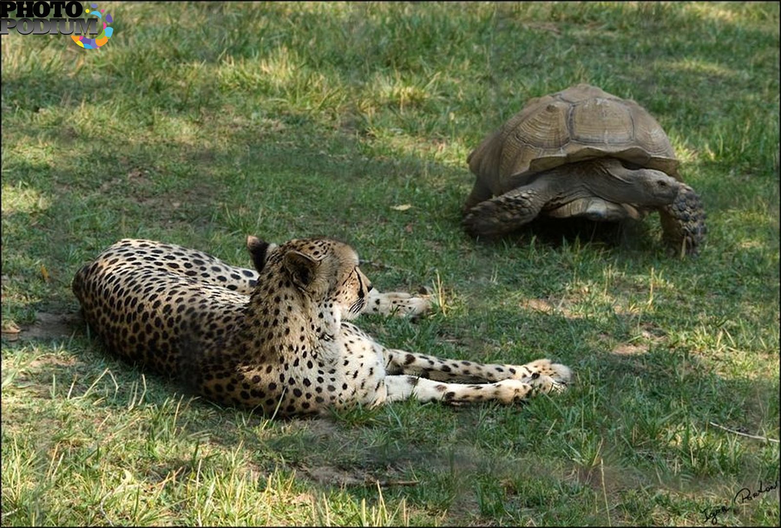 Леопард и черепаха