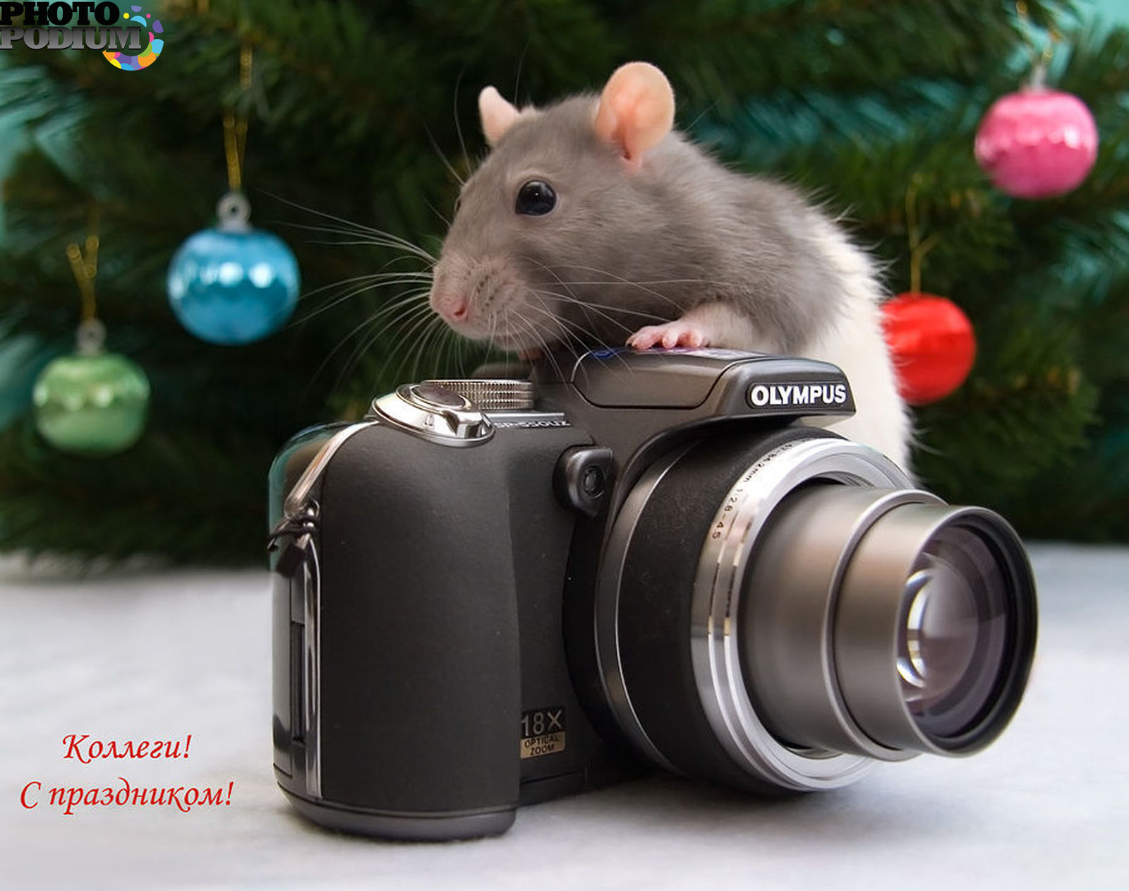 Подскажем com. Красивые крысы. Милая крыска. День фотографа. Крыса с фотоаппаратом.