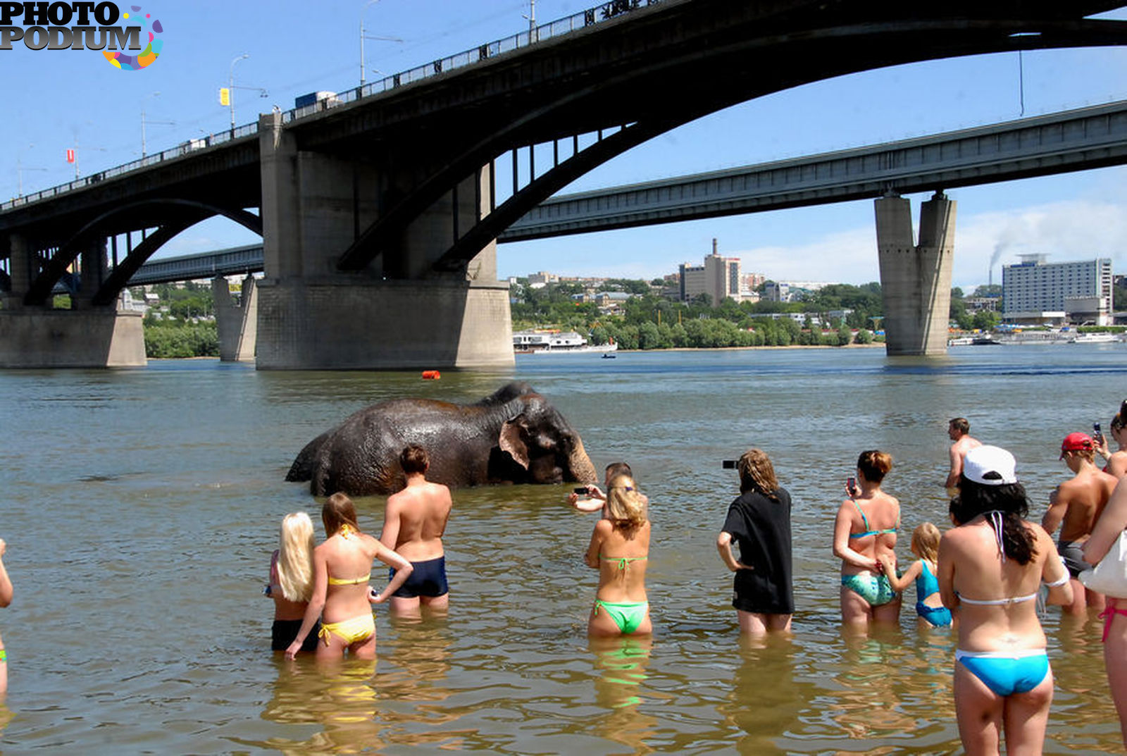 Купание в москве реке. Слоны купающиеся в Оби.