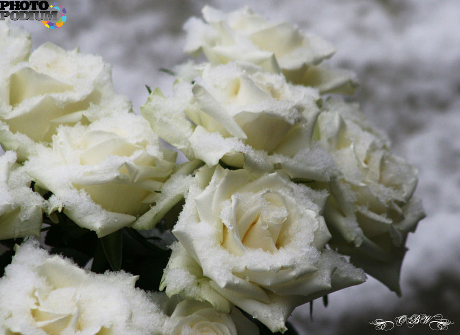 Замерзшая белая роза
