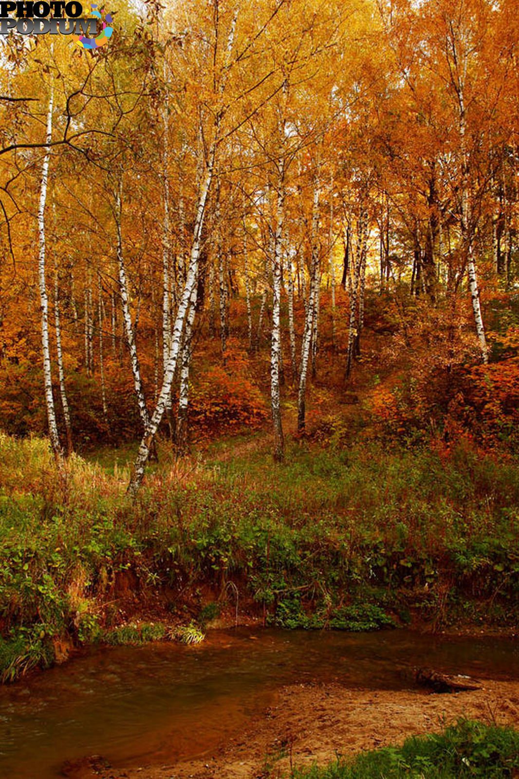 Московская Осень Фото
